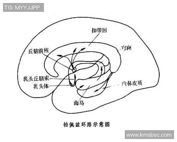 舆论引导下的社会共识形成与公众情绪调控机制探析